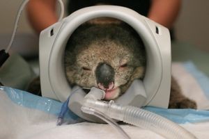 Kiki the Koala, Melbourne Veterinary Referral Centre, November 8, 2005